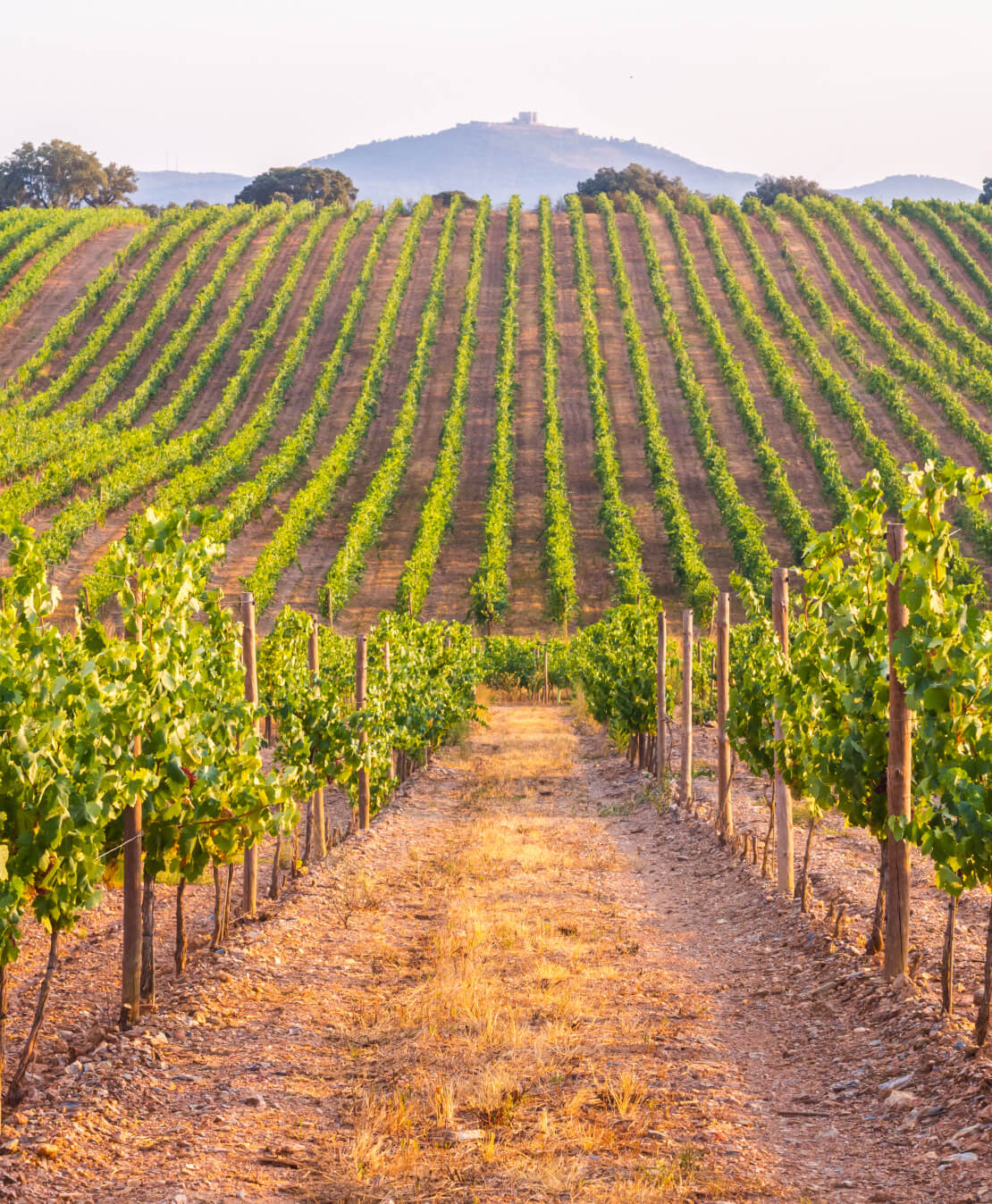 Quel est l’effet du terroir sur la vigne et le vin?